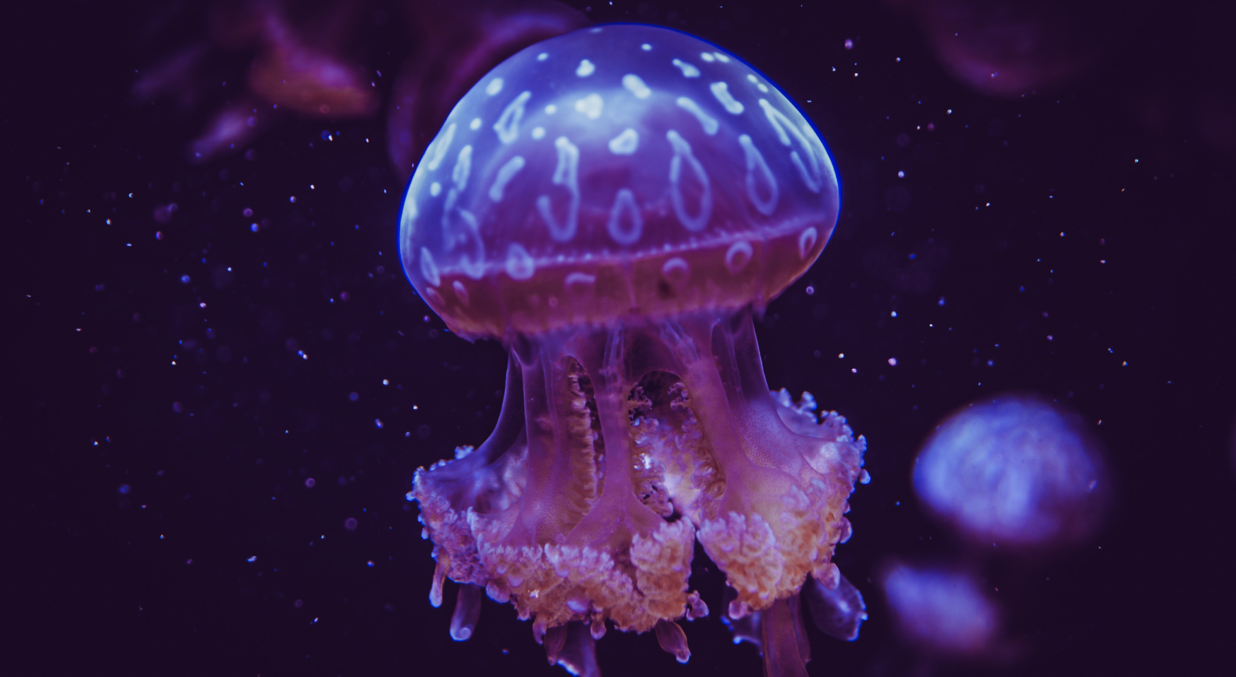 что брать на медузу дота 2 фото 64